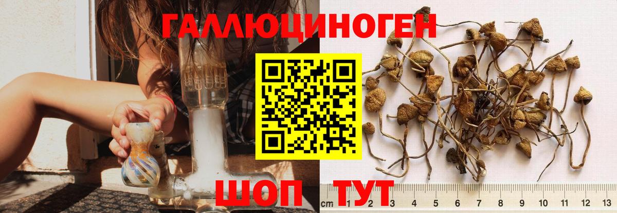 Новодвинск  Галлюциногенные грибы Psilocybe  Вход с VPN 